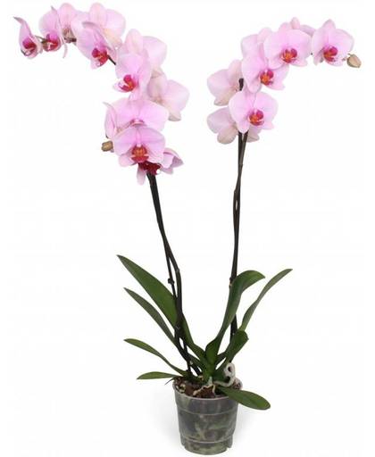 Orchidee Phalaenopsis Washington - 2 takken - 18 knoppen - 70 cm