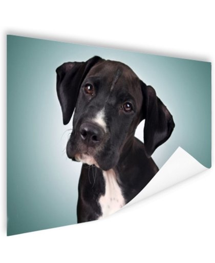 FotoCadeau.nl - Lieve zwart-witte hond Poster 150x75 cm - Foto print op Poster (wanddecoratie)