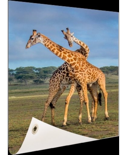 FotoCadeau.nl - Spelende giraffes Tuinposter 40x60 cm - Foto op Tuinposter (tuin decoratie)