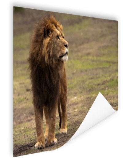Mannetjes leeuw Poster 120x80 cm - Foto print op Poster (wanddecoratie)