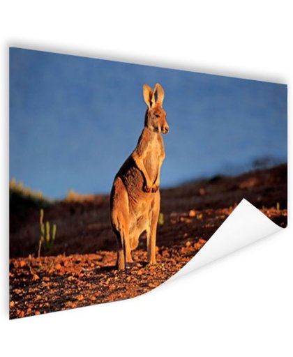 FotoCadeau.nl - Rode kangoeroe in nationaal park Poster 180x120 cm - Foto print op Poster (wanddecoratie)