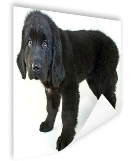FotoCadeau.nl - Schattige zwarte puppy Poster 90x60 cm - Foto print op Poster (wanddecoratie)