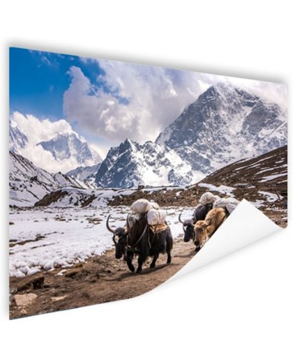 Jaks in de bergen Nepal Poster 150x75 cm - Foto print op Poster (wanddecoratie)