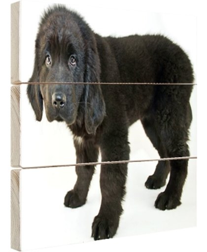 FotoCadeau.nl - Schattige zwarte puppy Hout 30x20 cm - Foto print op Hout (Wanddecoratie)