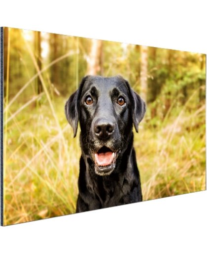 Gelukkige zwarte hond Aluminium 180x120 cm - Foto print op Aluminium (metaal wanddecoratie)