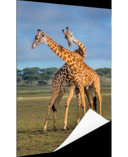 FotoCadeau.nl - Spelende giraffes Poster 75x150 cm - Foto print op Poster (wanddecoratie)