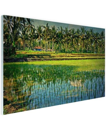 Rijstvelden en palmbomen in Azie Glas 180x120 cm - Foto print op Glas (Plexiglas wanddecoratie)