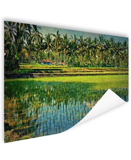 FotoCadeau.nl - Rijstvelden en palmbomen in Azie Poster 90x60 cm - Foto print op Poster (wanddecoratie)