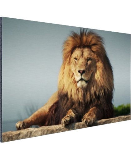 Rustende leeuw op een rotsblok Aluminium 180x120 cm - Foto print op Aluminium (metaal wanddecoratie)