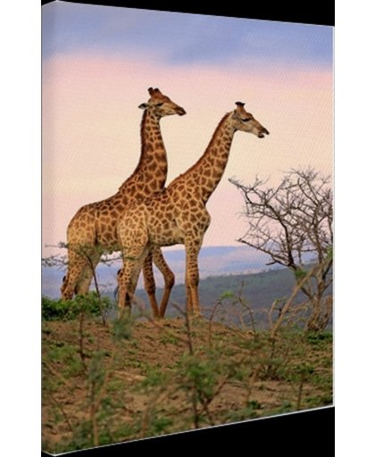 Giraffes fotoafdruk Canvas 120x180 cm - Foto print op Canvas schilderij (Wanddecoratie)
