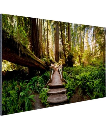 Trap van gevallen bomen in jungle Aluminium 180x120 cm - Foto print op Aluminium (metaal wanddecoratie)