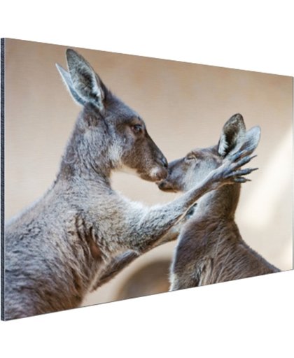 Twee kangoeroes kussen met elkaar Aluminium 180x120 cm - Foto print op Aluminium (metaal wanddecoratie)