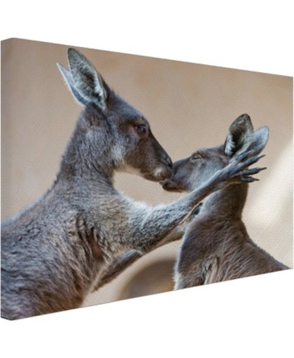 Twee kangoeroes kussen met elkaar Canvas 180x120 cm - Foto print op Canvas schilderij (Wanddecoratie)