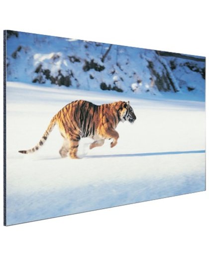 Siberische tijger op jacht Aluminium 180x120 cm - Foto print op Aluminium (metaal wanddecoratie)
