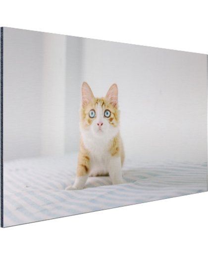 Schattige kitten Aluminium 180x120 cm - Foto print op Aluminium (metaal wanddecoratie)