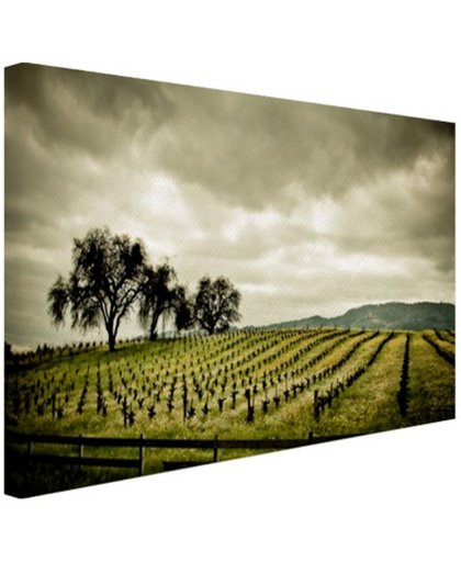 Vroege wijngaarden in de Napa Valley Canvas 180x120 cm - Foto print op Canvas schilderij (Wanddecoratie)