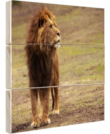 Mannetjes leeuw Hout 30x20 cm - Foto print op Hout (Wanddecoratie)