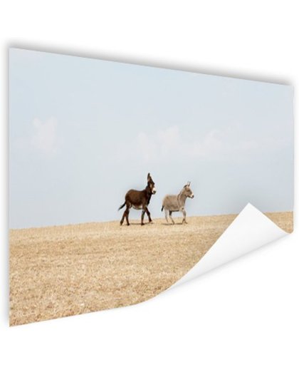FotoCadeau.nl - Rennende ezels Poster 90x60 cm - Foto print op Poster (wanddecoratie)