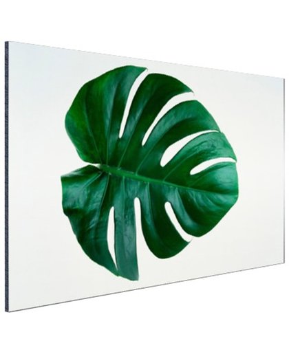 FotoCadeau.nl - Gatenplant blad botanisch Aluminium 60x40 cm - Foto print op Aluminium (metaal wanddecoratie)