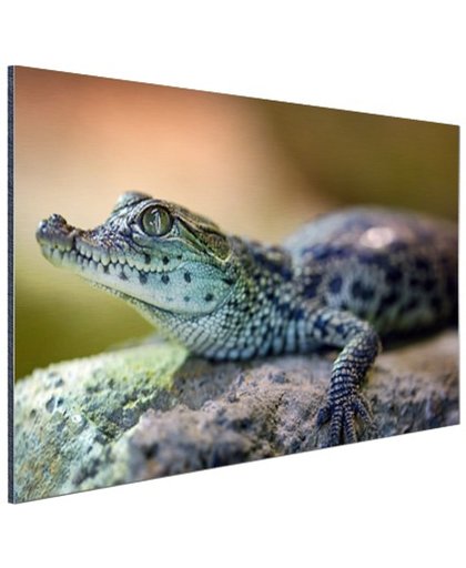 FotoCadeau.nl - Baby krokodil Aluminium 90x60 cm - Foto print op Aluminium (metaal wanddecoratie)