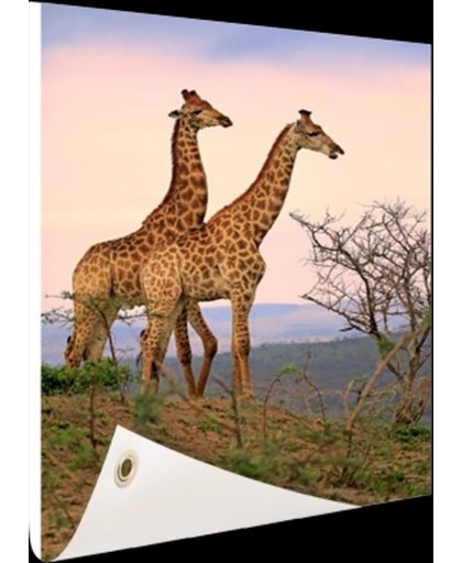 FotoCadeau.nl - Giraffes fotoafdruk Tuinposter 40x60 cm - Foto op Tuinposter (tuin decoratie)