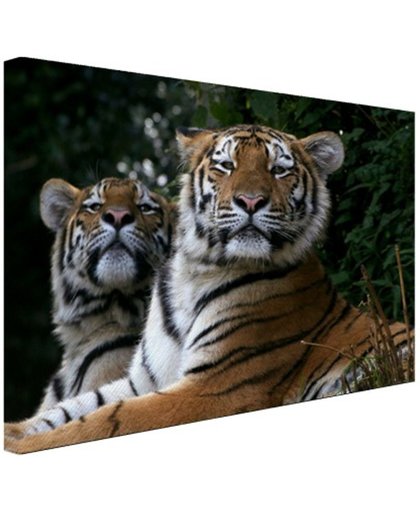 Twee Siberische tijgers Canvas 180x120 cm - Foto print op Canvas schilderij (Wanddecoratie)