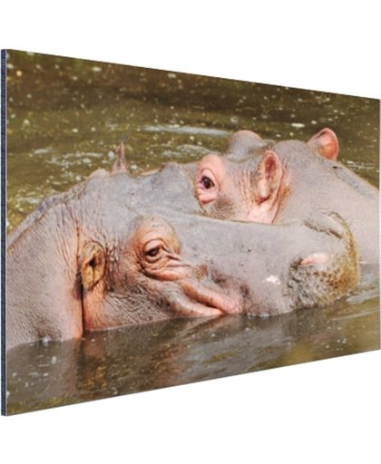 Nijlpaarden naast elkaar Aluminium 180x120 cm - Foto print op Aluminium (metaal wanddecoratie)