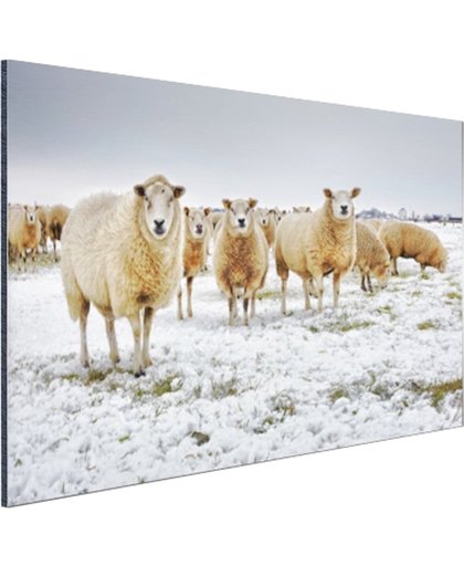 Schapen in een winterlandschap Aluminium 180x120 cm - Foto print op Aluminium (metaal wanddecoratie)