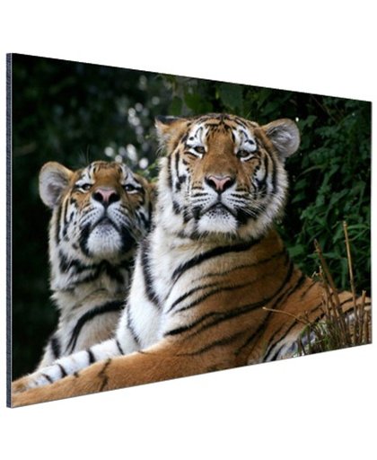 Twee Siberische tijgers Aluminium 180x120 cm - Foto print op Aluminium (metaal wanddecoratie)