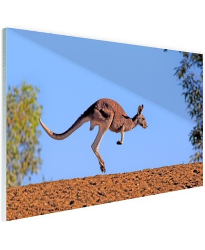 Rode kangoeroe Glas 180x120 cm - Foto print op Glas (Plexiglas wanddecoratie)