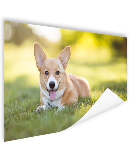 FotoCadeau.nl - Welsh Corgi puppy Poster 150x75 cm - Foto print op Poster (wanddecoratie)