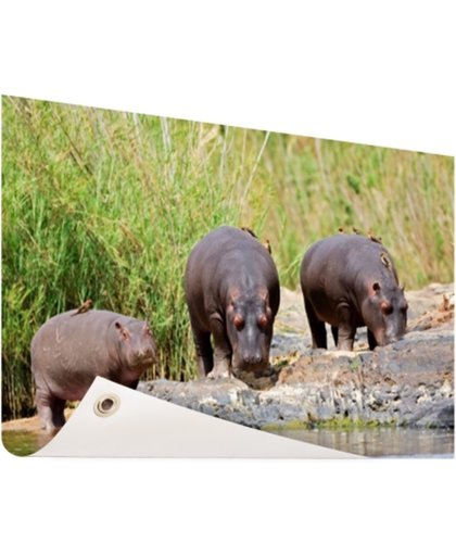 FotoCadeau.nl - Nijlpaarden naast elkaar in Zuid-Afrika Tuinposter 200x100 cm - Foto op Tuinposter (tuin decoratie)