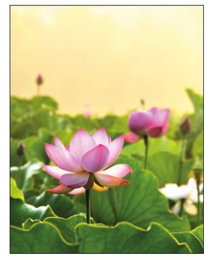 Yogi & Yogini naturals Notitieboek Lotus field (23x18 cm)