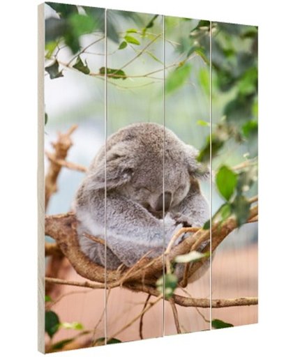 Zittende koala met bladeren Hout 120x160 cm - Foto print op Hout (Wanddecoratie)