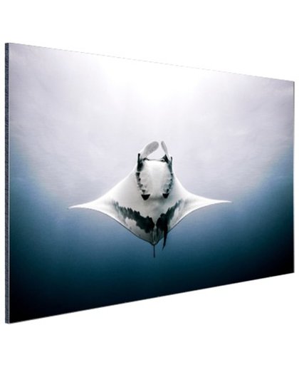 FotoCadeau.nl - Onderaanzicht mantarog in de oceaan Aluminium 30x20 cm - Foto print op Aluminium (metaal wanddecoratie)
