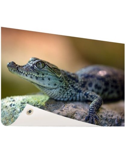 FotoCadeau.nl - Baby krokodil Tuinposter 200x100 cm - Foto op Tuinposter (tuin decoratie)