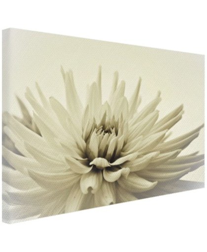FotoCadeau.nl - Witte dahlia bloem sepia  Canvas 120x80 cm - Foto print op Canvas schilderij (Wanddecoratie)