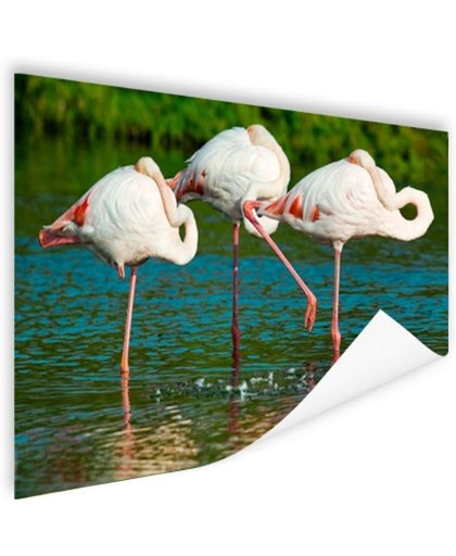 FotoCadeau.nl - Europese flamingos in het water Poster 150x75 cm - Foto print op Poster (wanddecoratie)