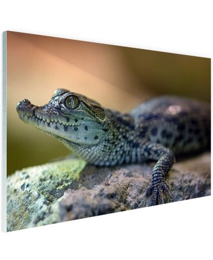 FotoCadeau.nl - Baby krokodil Glas 120x80 cm - Foto print op Glas (Plexiglas wanddecoratie)