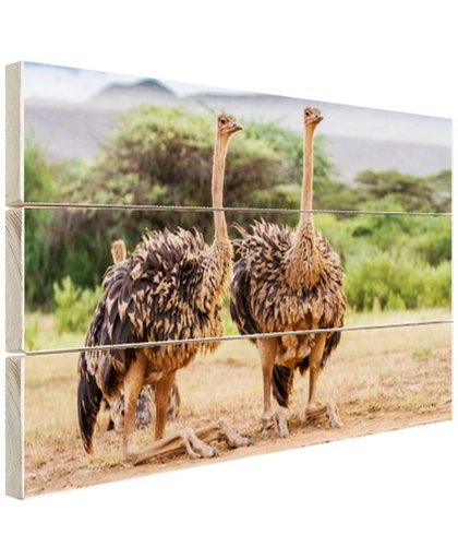 FotoCadeau.nl - Vrouwelijke struisvogels Hout 120x80 cm - Foto print op Hout (Wanddecoratie)