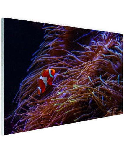 FotoCadeau.nl - Nemo clown vis bij koraal Glas 30x20 cm - Foto print op Glas (Plexiglas wanddecoratie)