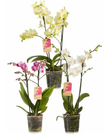3x Orchidee multiflora superdeal Ø12cm ↑50cm