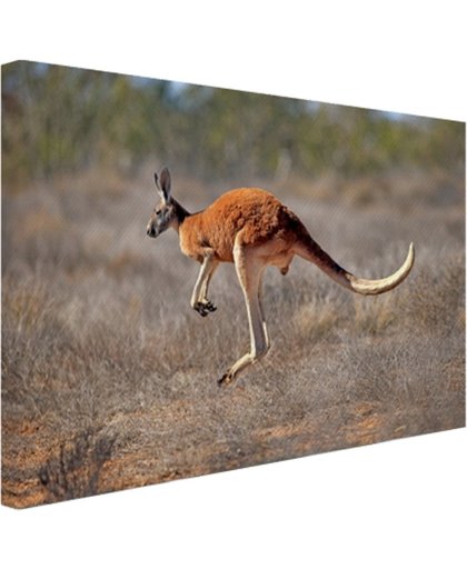FotoCadeau.nl - Een springende kangoeroe Canvas 80x60 cm - Foto print op Canvas schilderij (Wanddecoratie)