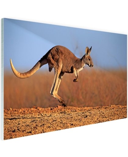 FotoCadeau.nl - Actiefoto van kangoeroe Glas 30x20 cm - Foto print op Glas (Plexiglas wanddecoratie)
