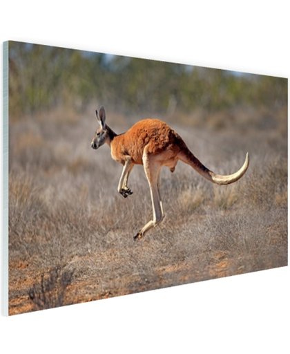 FotoCadeau.nl - Een springende kangoeroe Glas 90x60 cm - Foto print op Glas (Plexiglas wanddecoratie)
