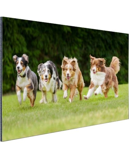 FotoCadeau.nl - 4 rennende honden op een rij Aluminium 30x20 cm - Foto print op Aluminium (metaal wanddecoratie)