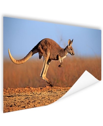 FotoCadeau.nl - Actiefoto van kangoeroe Poster 150x75 cm - Foto print op Poster (wanddecoratie)