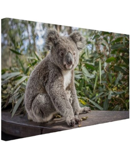 FotoCadeau.nl - Zittende koala in Australie Canvas 120x80 cm - Foto print op Canvas schilderij (Wanddecoratie)