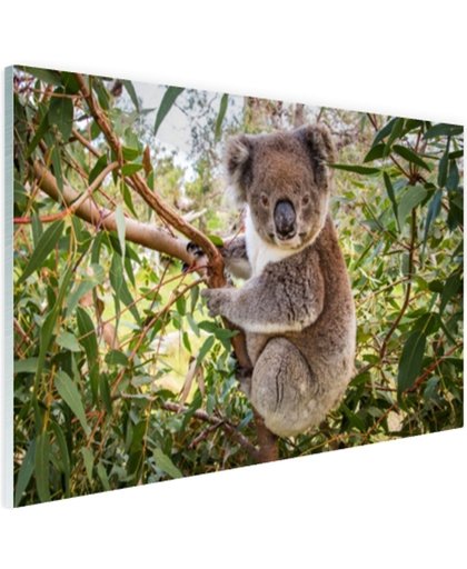 FotoCadeau.nl - Koala in een boom Glas 30x20 cm - Foto print op Glas (Plexiglas wanddecoratie)