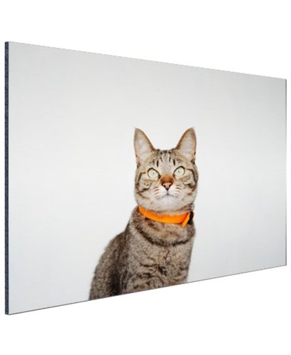 FotoCadeau.nl - Kat met halsband Aluminium 90x60 cm - Foto print op Aluminium (metaal wanddecoratie)